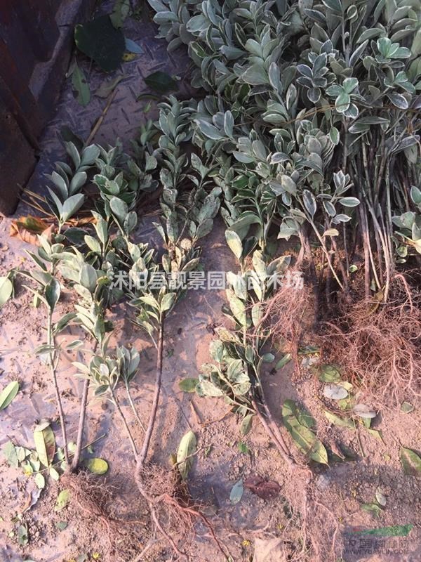 金边黄杨苗50冠幅高，裸根现挖现卖，金边黄杨货源充足