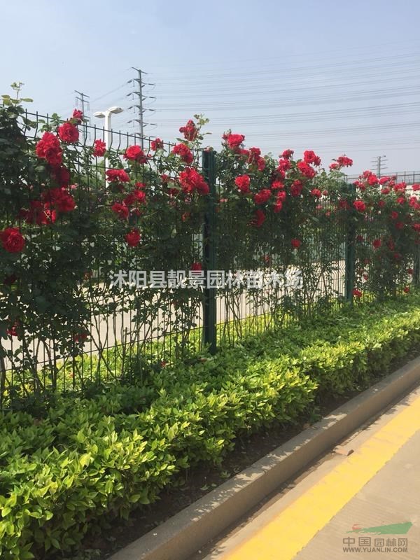 蔷薇月季苗现挖现卖,蔷薇种植易成活,蔷薇基地货源充足