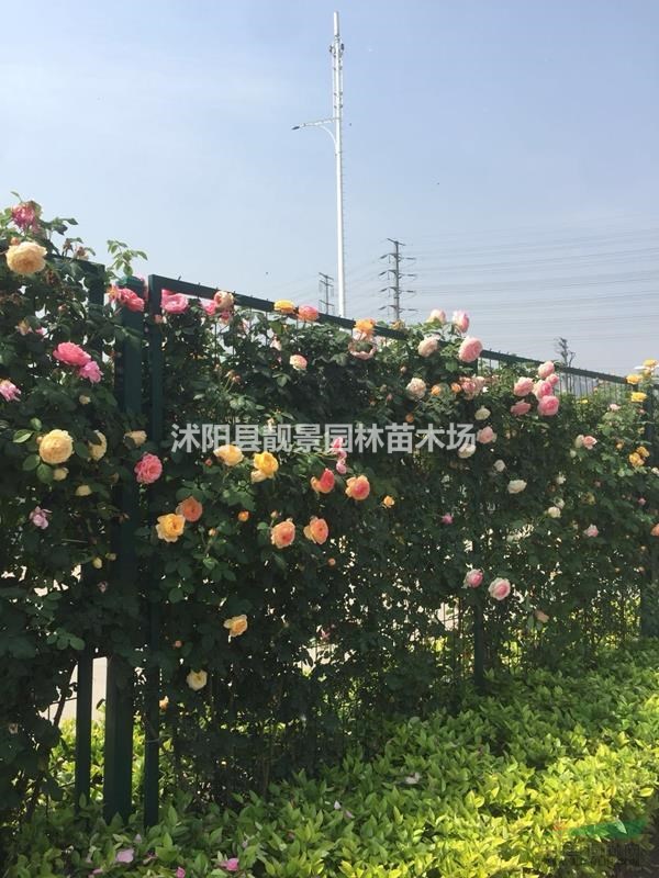 蔷薇月季苗现挖现卖,蔷薇种植易成活,蔷薇基地货源充足