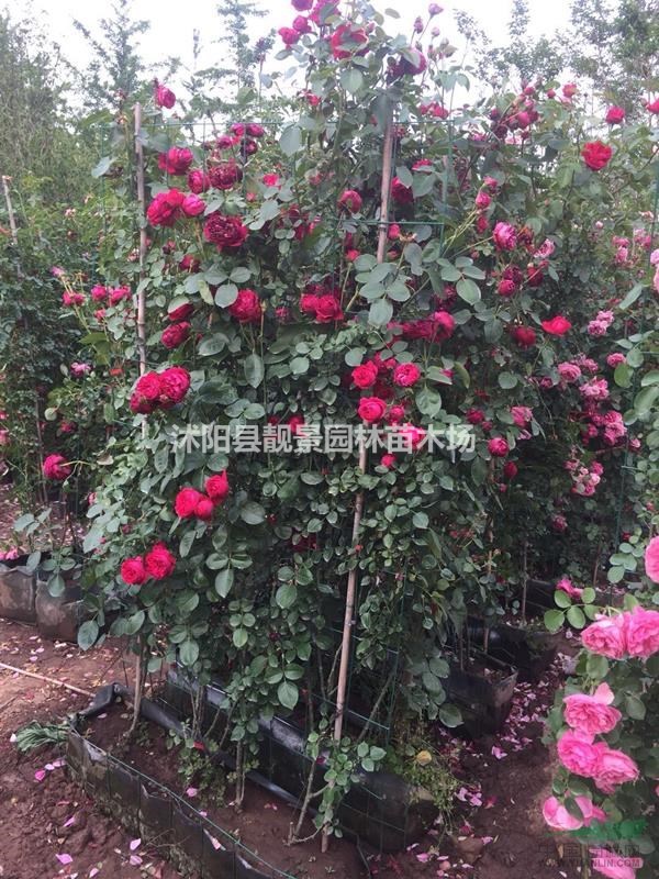 蔷薇月季苗现挖现卖,蔷薇种植易成活,蔷薇基地货源充足