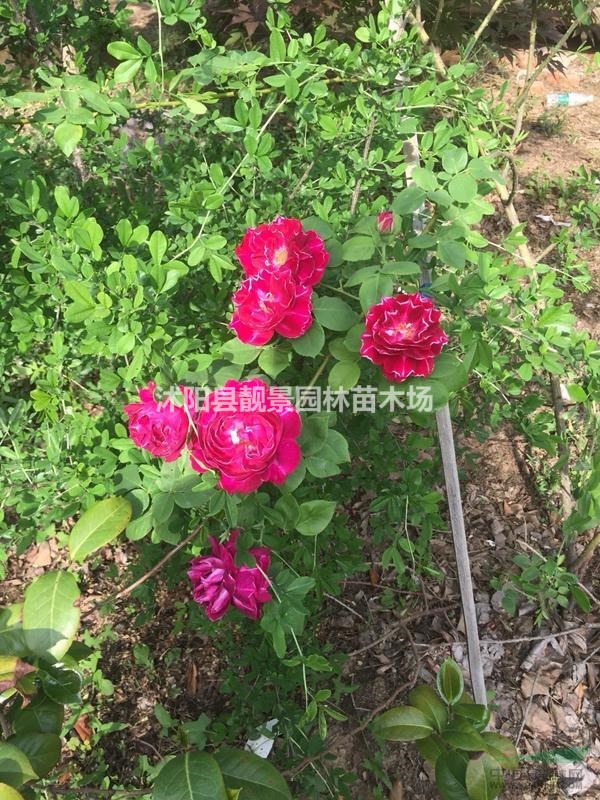 藤本月季裸根出售,藤本月季多花色,藤本月季基地货源充足