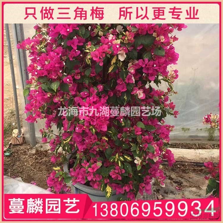 紅花三角梅 漳州基地直銷 大量供應(yīng)