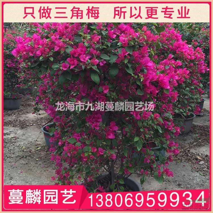 紅花三角梅 漳州基地直銷 大量供應(yīng)