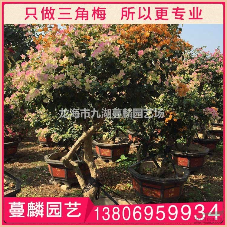 紅心櫻花三角梅盆栽
