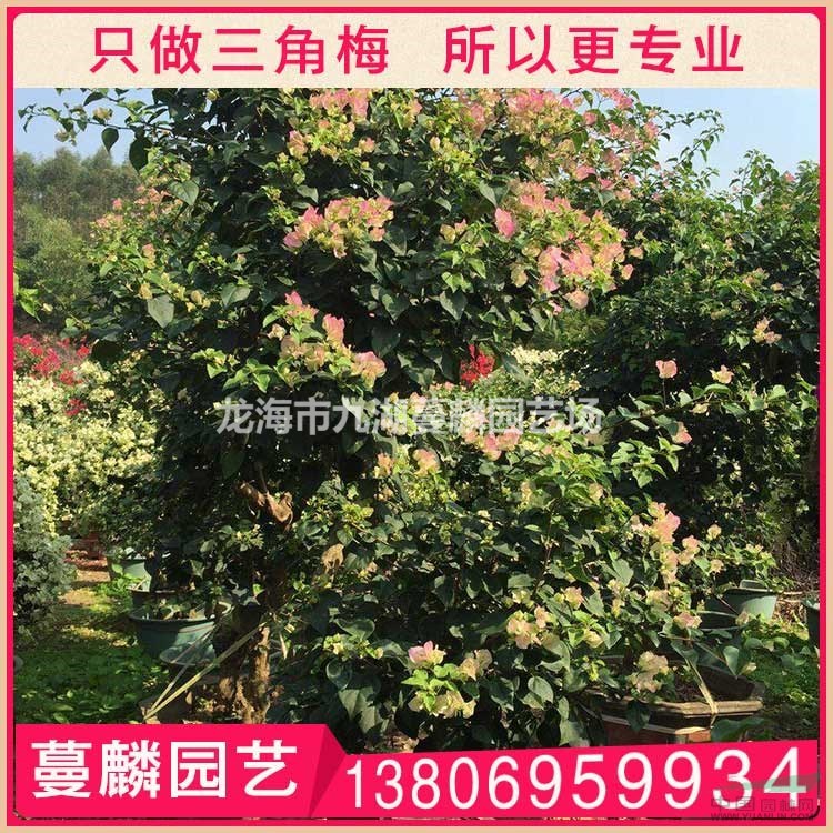 紅心櫻花三角梅盆栽