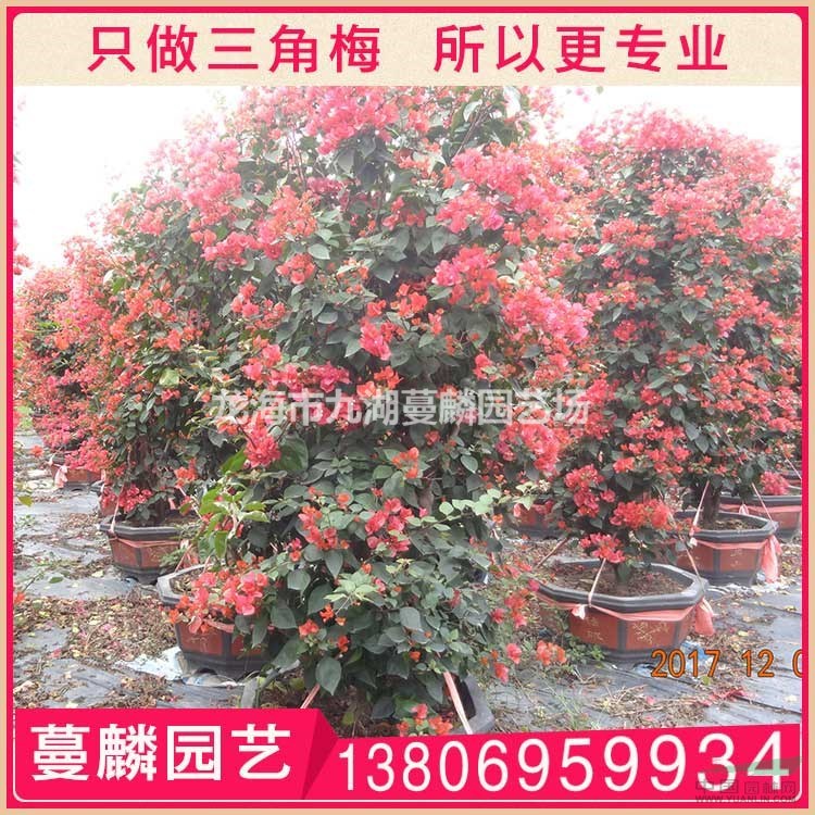 潮州紅勒杜鵑