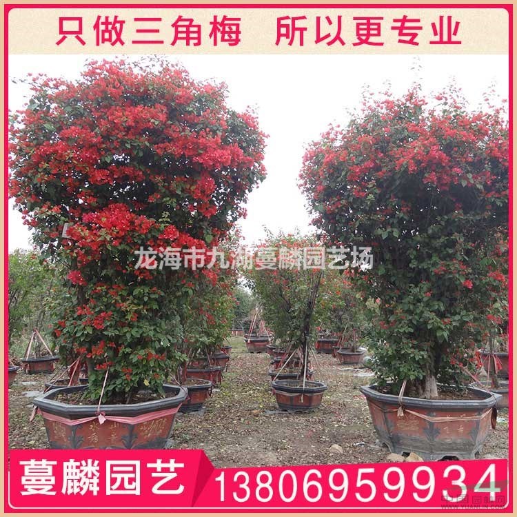 潮州紅勒杜鵑