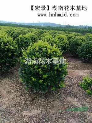 60-100公分金森女真球.長沙金森女真小苗低價直銷找小龔