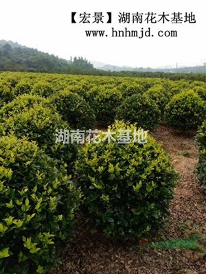 60-100公分金森女真球.長沙金森女真小苗低價直銷找小龔