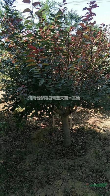 美人梅.紅梅.榆葉梅