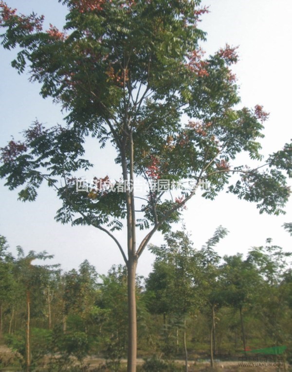 四川欒樹(shù)基地，精品欒樹(shù)，截桿發(fā)冒欒樹(shù)批發(fā)