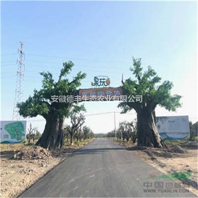 獼猴桃 獼猴桃樹 獼猴桃苗 軟棗獼猴桃苗 基地直供 現(xiàn)挖現(xiàn)發(fā)