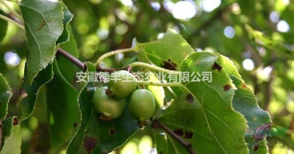 獼猴桃 獼猴桃樹 獼猴桃苗 軟棗獼猴桃苗 基地直供 現(xiàn)挖現(xiàn)發(fā)