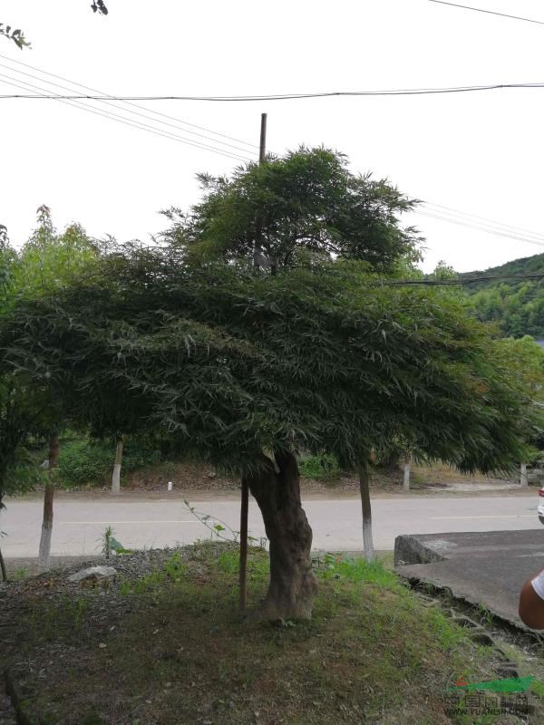 羽毛楓