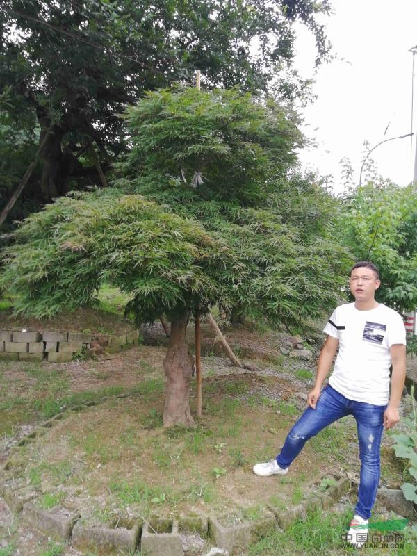 羽毛楓