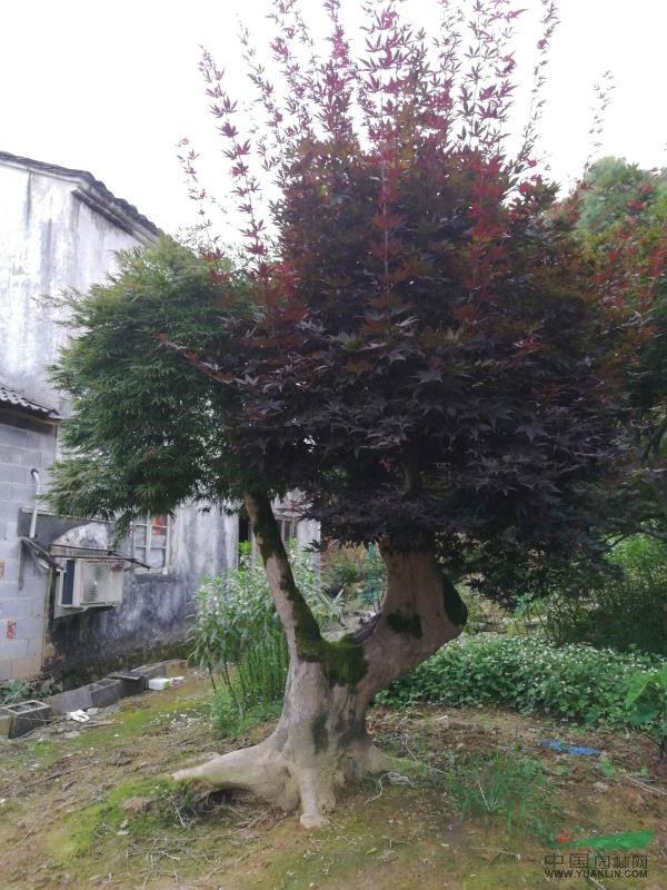 常年紅景觀