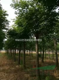 10-25公分欒樹種植  成活率高  最新欒樹報(bào)價(jià) 