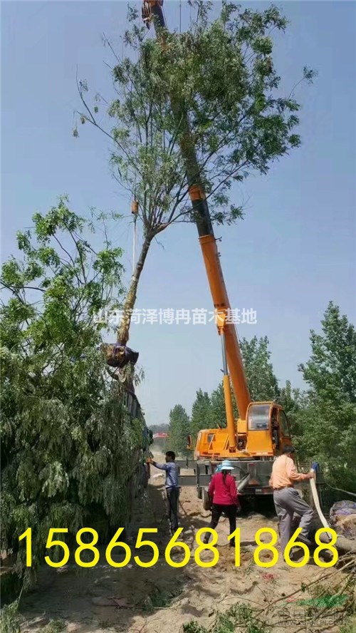 關(guān)于2018下半年國槐樹價格分析