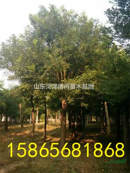 關(guān)于2018下半年國槐樹價格分析
