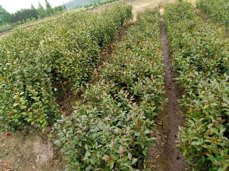 广西桂林兴安供应2-30公分的茶花