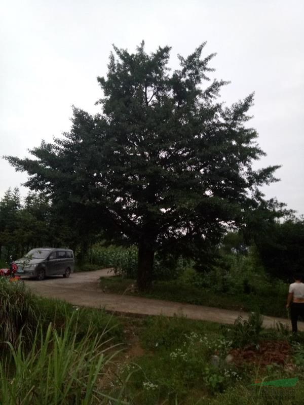 猛龙茶花园供应8-120公分的银杏树