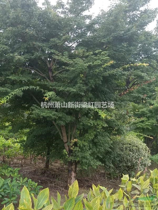 雞爪槭，2020年雞爪槭價格，雞爪槭