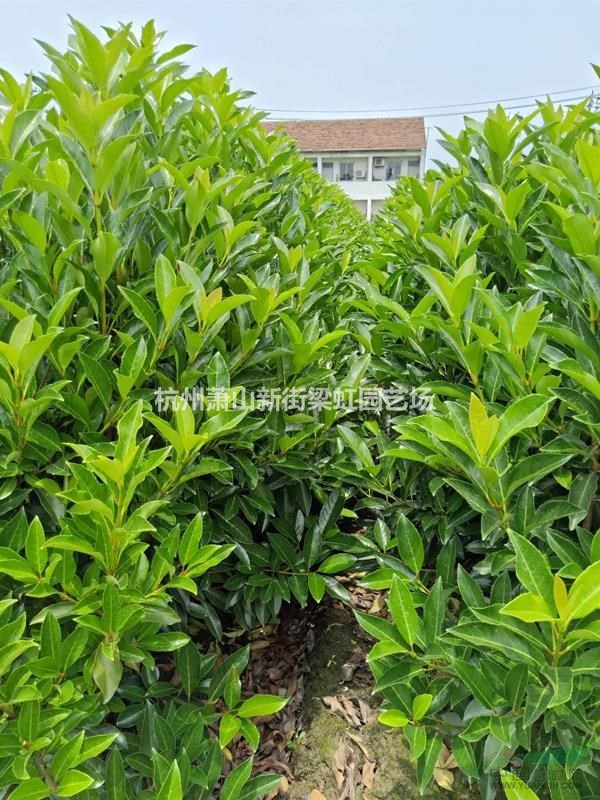 法國冬青，2022年法國冬青價(jià)格，法國冬青
