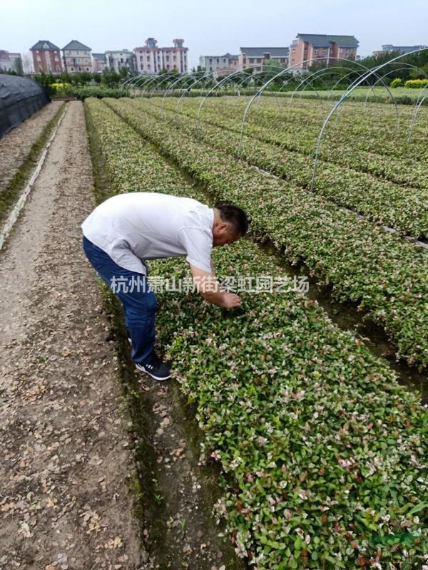蕭山基地花葉落石，2020花葉落石價格，花葉落石低價出售
