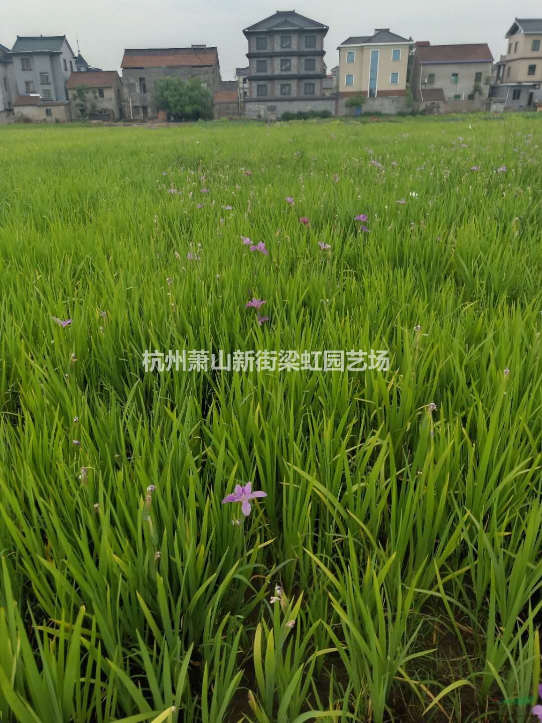 蕭山本地水生鳶尾，2020年水生鳶尾，水生鳶尾