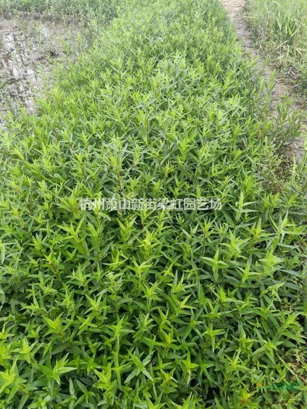 千屈菜，2020年千屈菜價(jià)格，千屈菜
