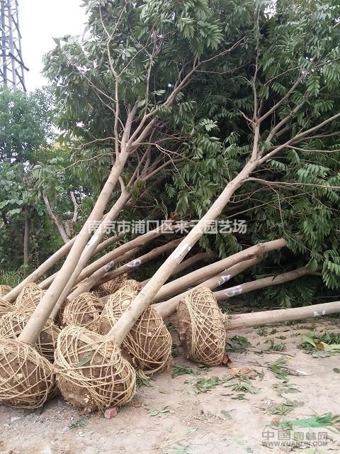?無患子直銷，南京無患子供應