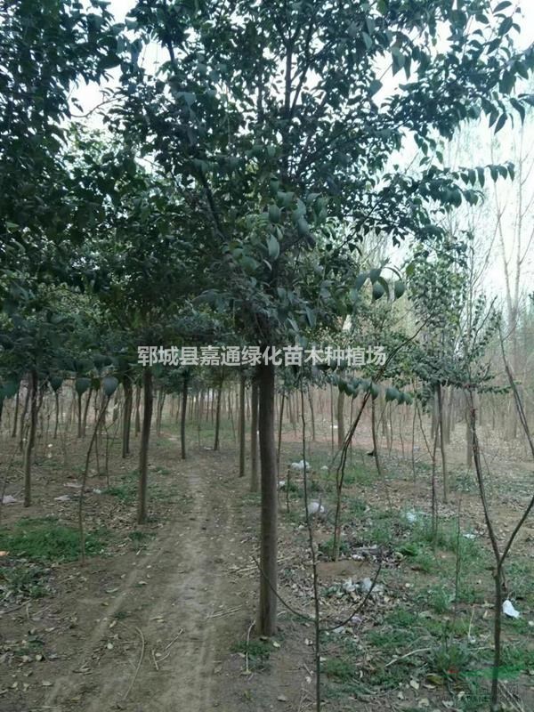 10-25公分精品大葉女貞  大葉女貞最新報(bào)價(jià) 大葉女貞圖片
