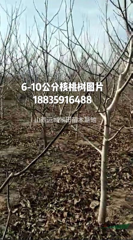 山西占地核桃樹·6-8公分核桃樹·8-12公分核桃樹大量出售