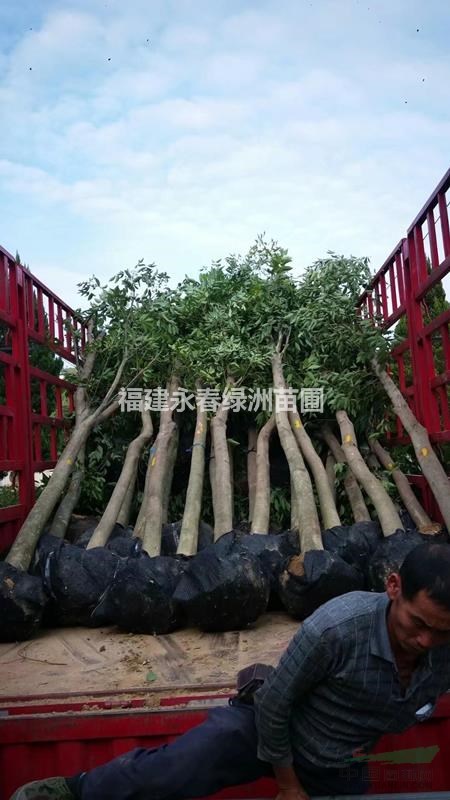 福建天竺桂（陰香）10公分，天竺桂10公分價格行情