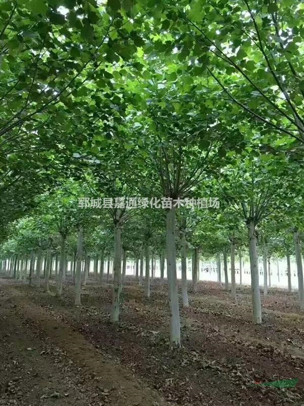老式法桐  法桐樹生長(zhǎng)速度快 樹冠優(yōu)美