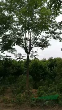 專業(yè)種植欒樹(shù)  10-20公分欒樹(shù)最新報(bào)價(jià)