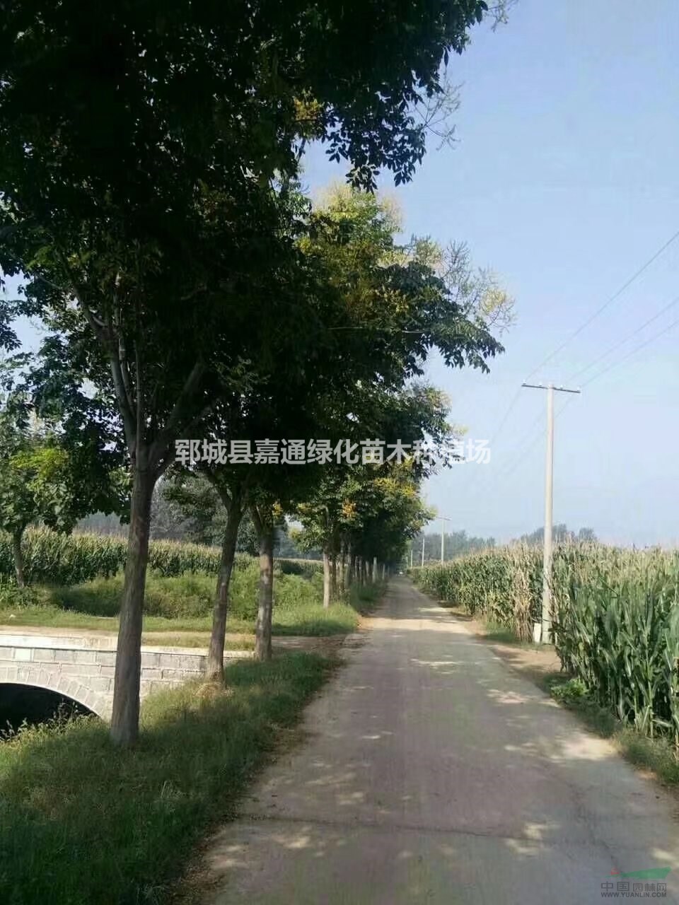 專業(yè)種植欒樹(shù)  10-20公分欒樹(shù)最新報(bào)價(jià)