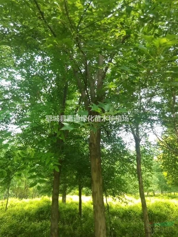 山東15公分老式白臘什么價格，18公分老式白臘什么價格