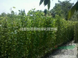 油麻藤最新價格 油麻藤攀爬植物 