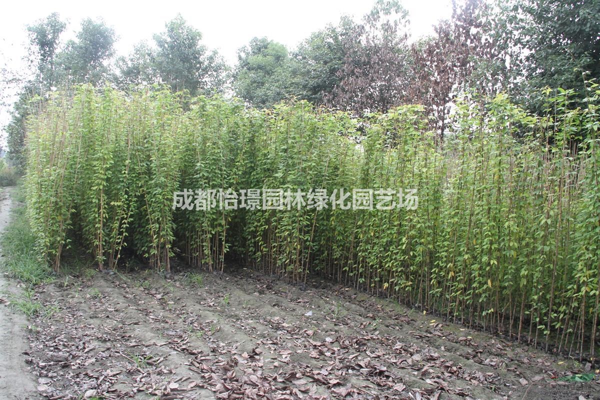 油麻藤最新價格 油麻藤攀爬植物 
