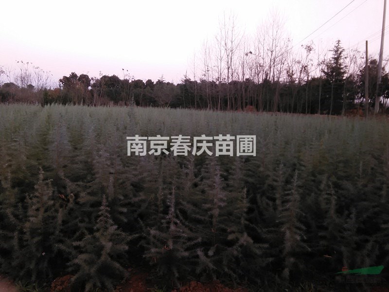 4米雪松苗價(jià)格雪松樹苗價(jià)格