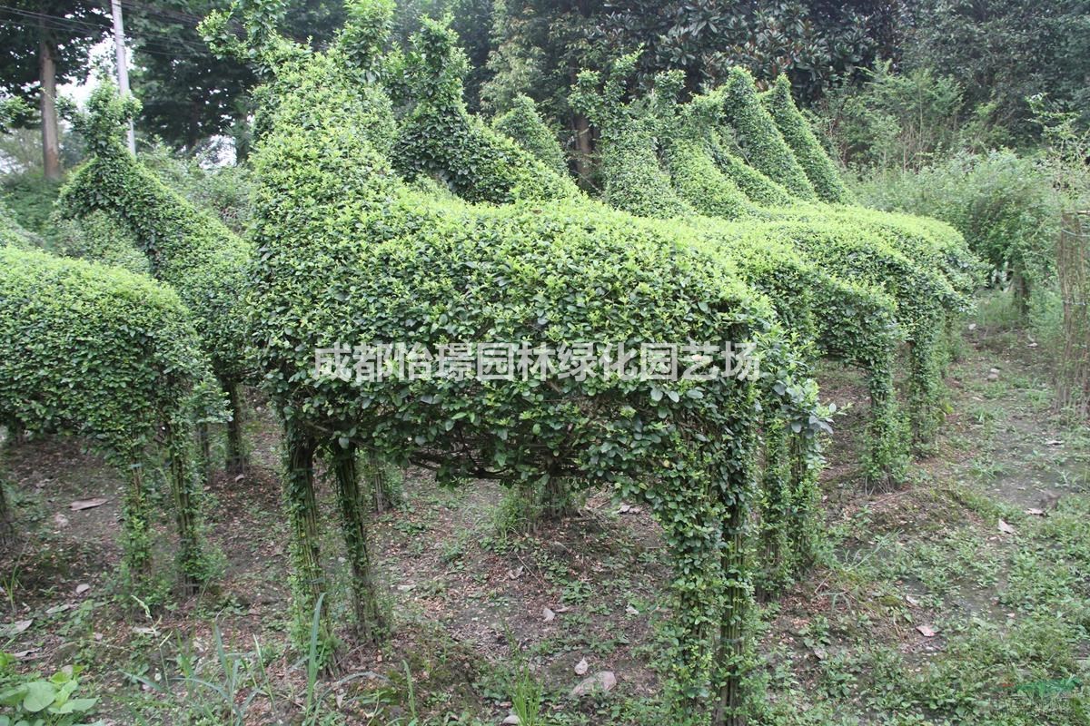 小葉女貞動物造型價格   小葉女貞造型基地直銷