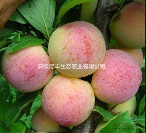 李子樹(shù)供應(yīng) 李子苗供應(yīng) 李子苗品種 李子苗報(bào)價(jià) 批發(fā)李子苗
