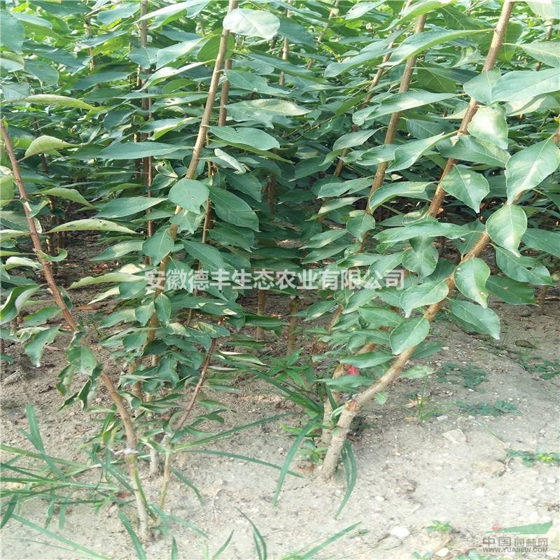 李子樹(shù)供應(yīng) 李子苗供應(yīng) 李子苗品種 李子苗報(bào)價(jià) 批發(fā)李子苗