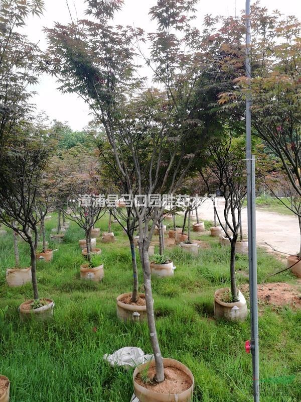 漳州地被 基地红枫大量袋苗！！3-10公分 