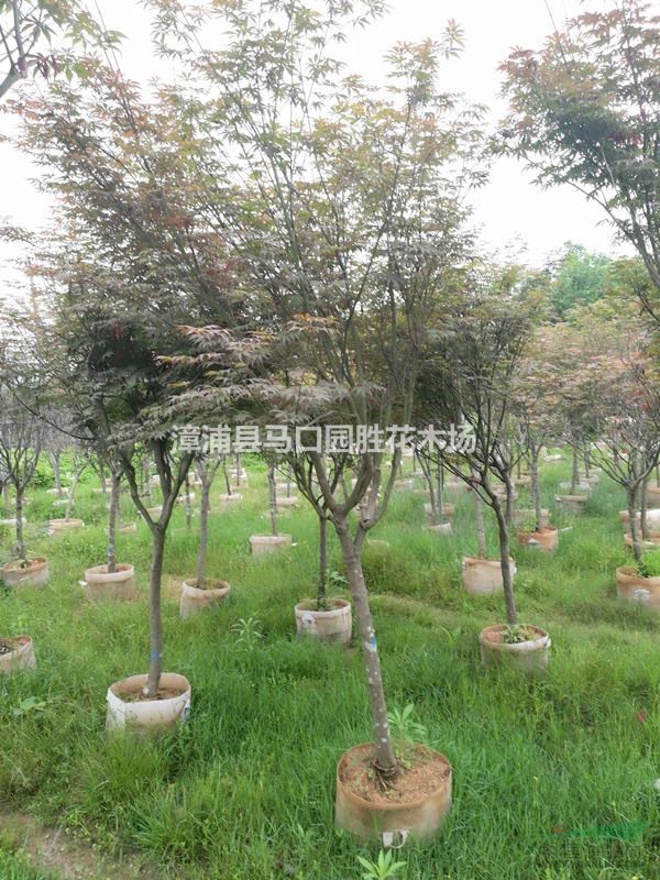 漳州地被 基地红枫大量袋苗！！3-10公分 
