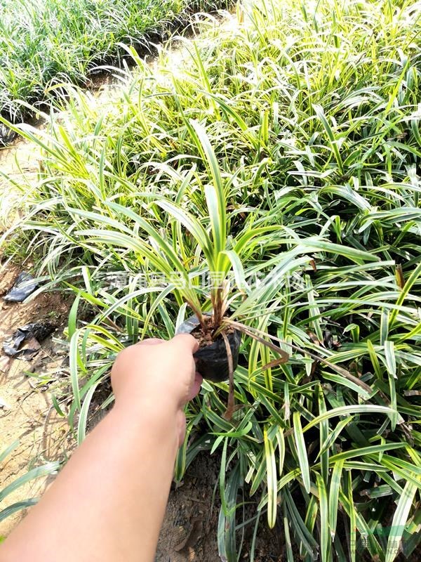 供應(yīng)大量骨架 全冠 藍(lán)花楹 袋苗 假植苗??！