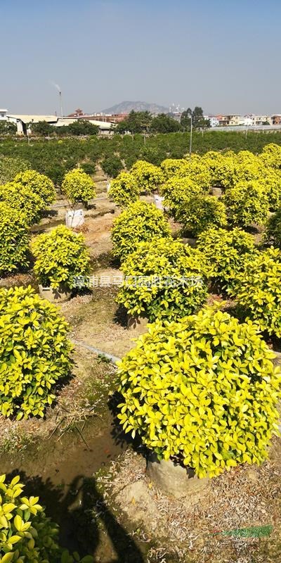 漳州地被大量黃金葉 袋苗提供正規(guī)專業(yè)發(fā)票