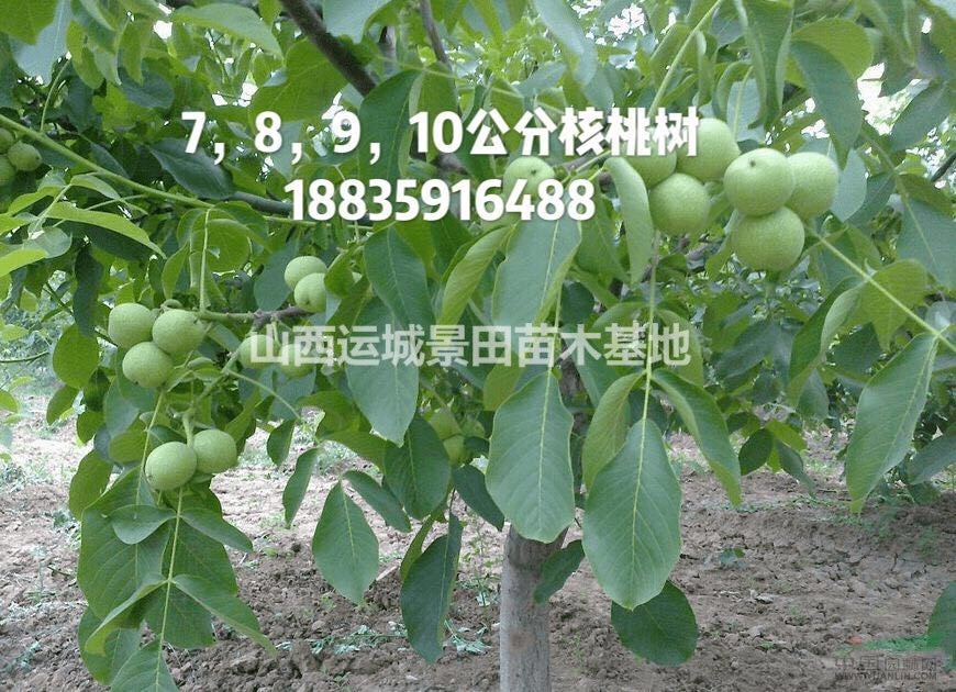 地徑10公分核桃樹(shù)=粗度10公分核桃樹(shù)=15公分占地核桃樹(shù)