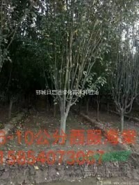 10-15公分紫葉李樹圖片   